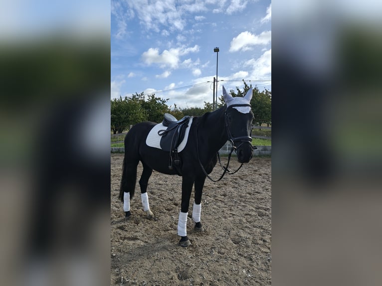 Brandemburgués Yegua 5 años 163 cm Negro in Groß Kreutz