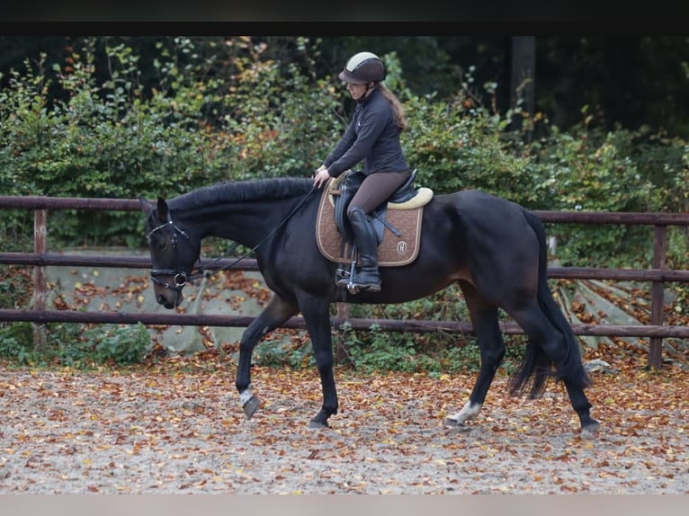 Brandemburgués Yegua 7 años 160 cm Castaño oscuro in Loxstedt