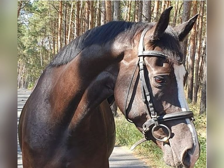 Brandemburgués Yegua 8 años Negro in Kremitzaue Polzen