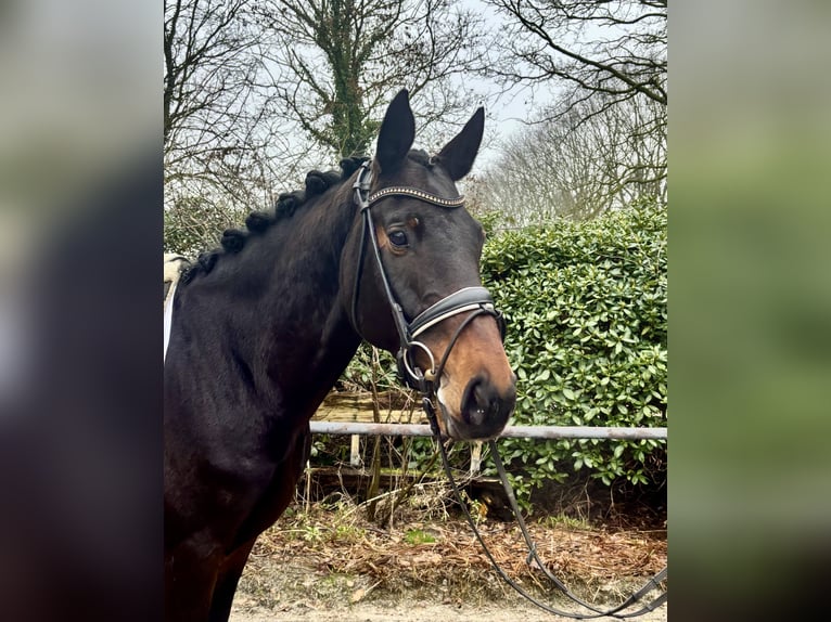 Brandenburg Warmblood Gelding 10 years 16 hh Bay-Dark in Hude (Oldenburg)