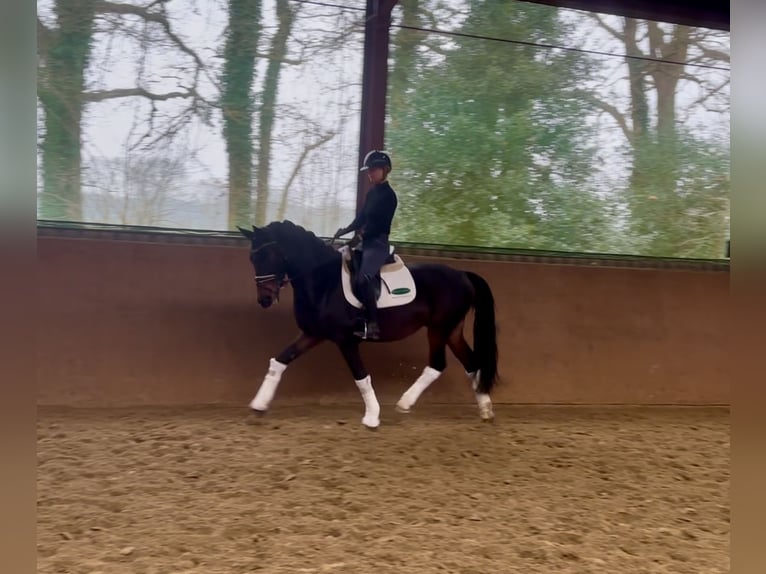 Brandenburg Warmblood Gelding 10 years 16 hh Bay-Dark in Hude (Oldenburg)