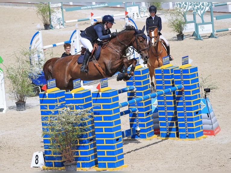 Brandenburg Warmblood Gelding 10 years 17 hh Chestnut in Oppligen