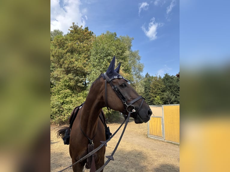 Brandenburg Warmblood Gelding 10 years 17 hh Chestnut in Oppligen