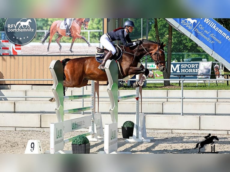 Brandenburg Warmblood Gelding 10 years Brown in Kremitzaue Polzen