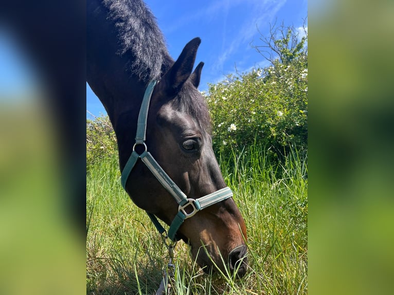 Brandenburg Warmblood Gelding 11 years 16.3 hh Bay-Dark in Ketsch