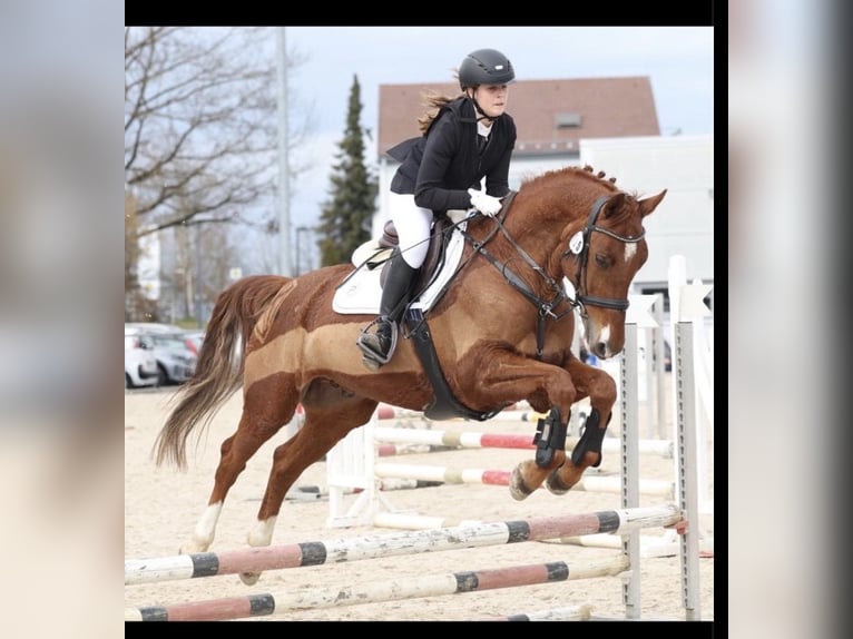 Brandenburg Warmblood Gelding 11 years Chestnut-Red in Villingen-Schwenningen