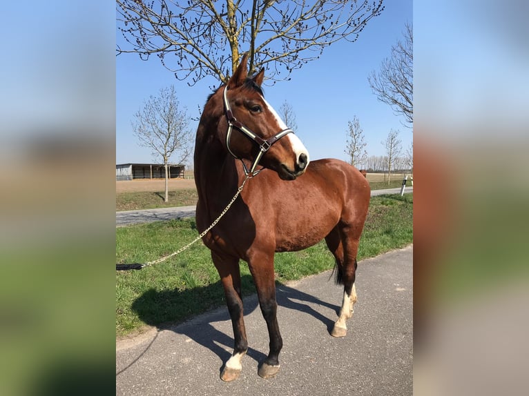 Brandenburg Warmblood Gelding 12 years 16 hh Brown in Velten