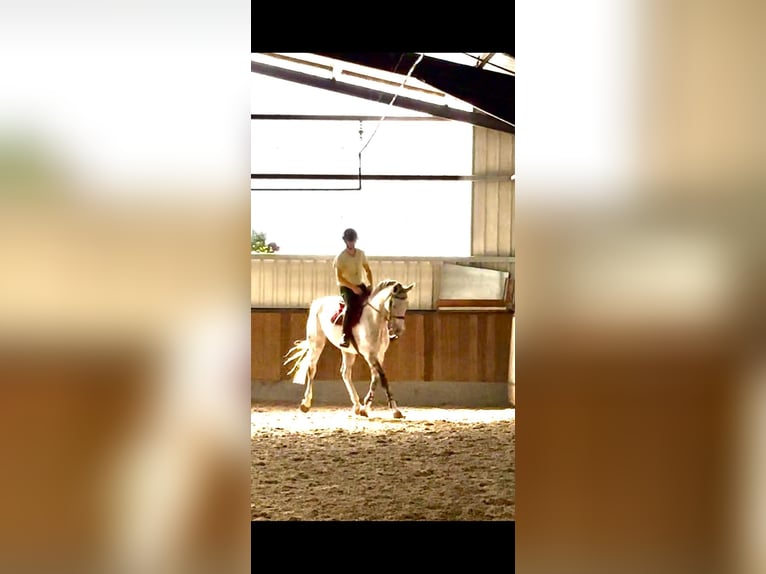 Brandenburg Warmblood Gelding 12 years 16,2 hh Grey in Herzlake