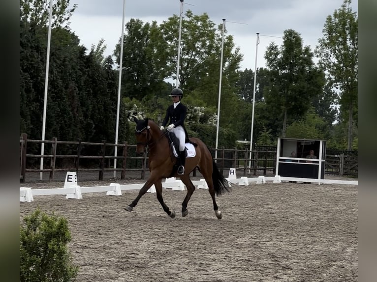Brandenburg Warmblood Gelding 13 years 16,2 hh Bay in Meijel