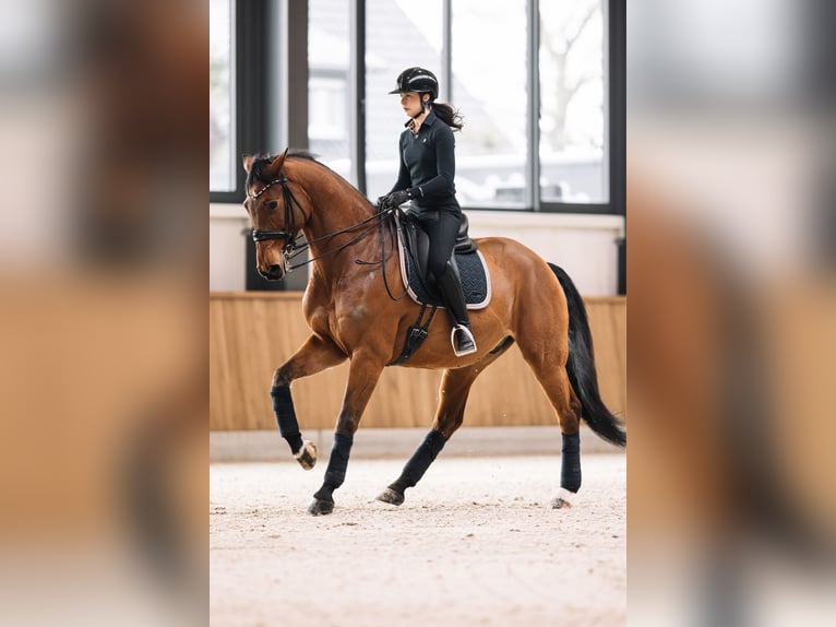 Brandenburg Warmblood Gelding 13 years 16,2 hh Bay in Meijel