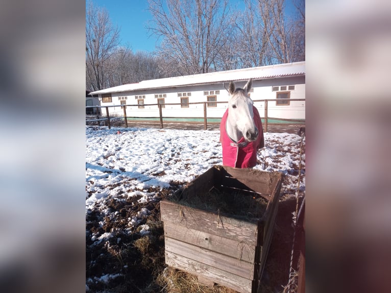 Brandenburg Warmblood Gelding 13 years 16,2 hh Gray-Dapple in Großbeeren