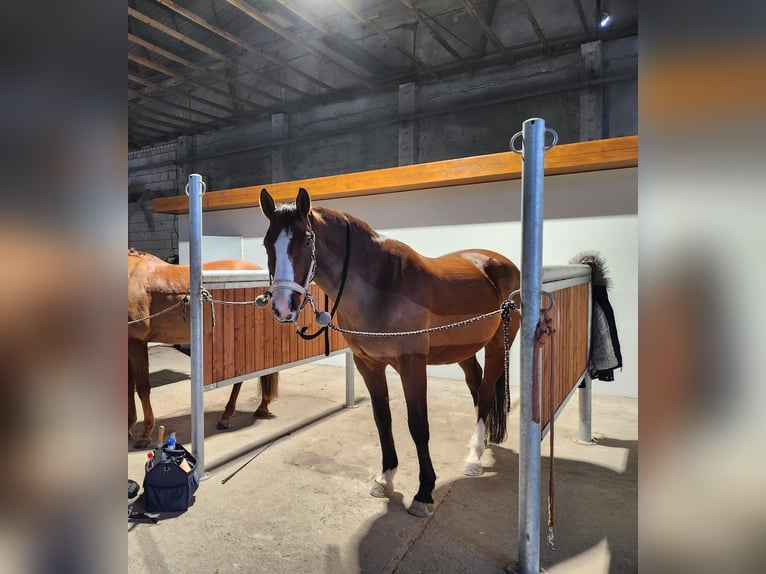 Brandenburg Warmblood Gelding 13 years 16 hh Brown in Velten