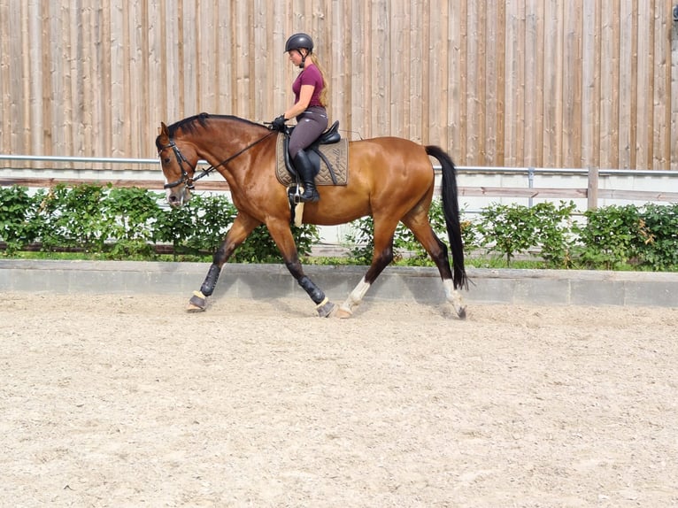 Brandenburg Warmblood Gelding 13 years 16 hh Brown in Velten