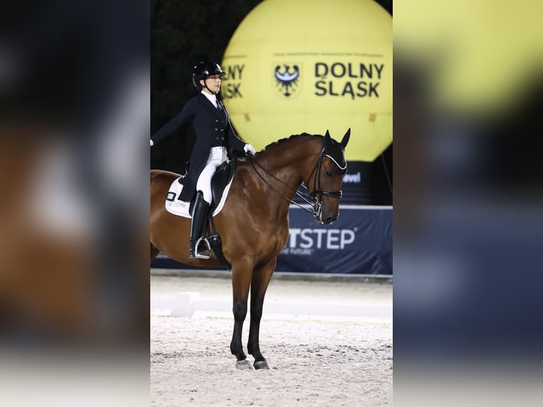 Brandenburg Warmblood Gelding 13 years 16,2 hh Brown in Meijel