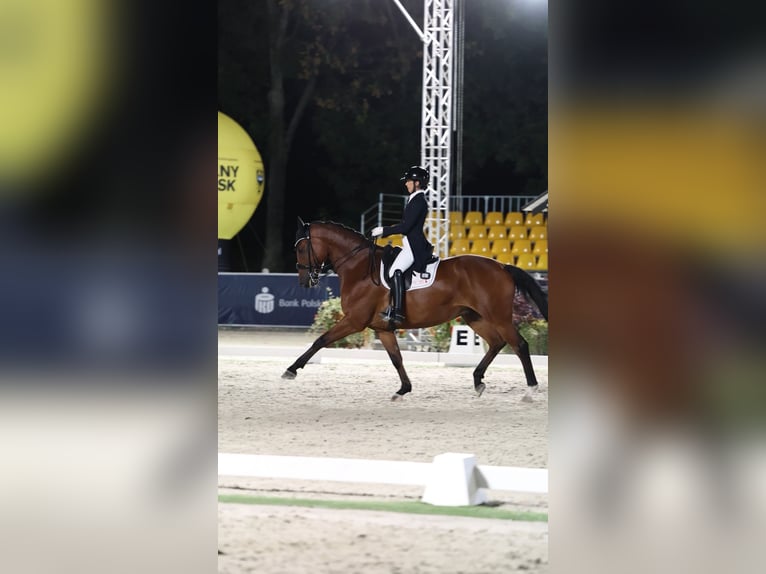 Brandenburg Warmblood Gelding 13 years 16,2 hh Brown in Meijel