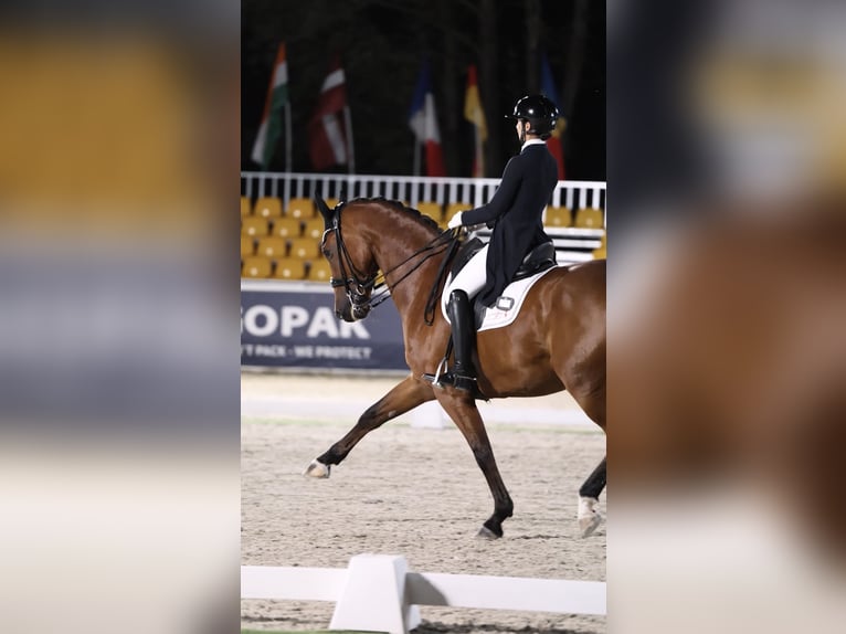 Brandenburg Warmblood Gelding 13 years 16,2 hh Brown in Meijel