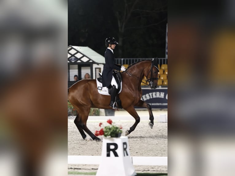 Brandenburg Warmblood Gelding 13 years 16,2 hh Brown in Meijel