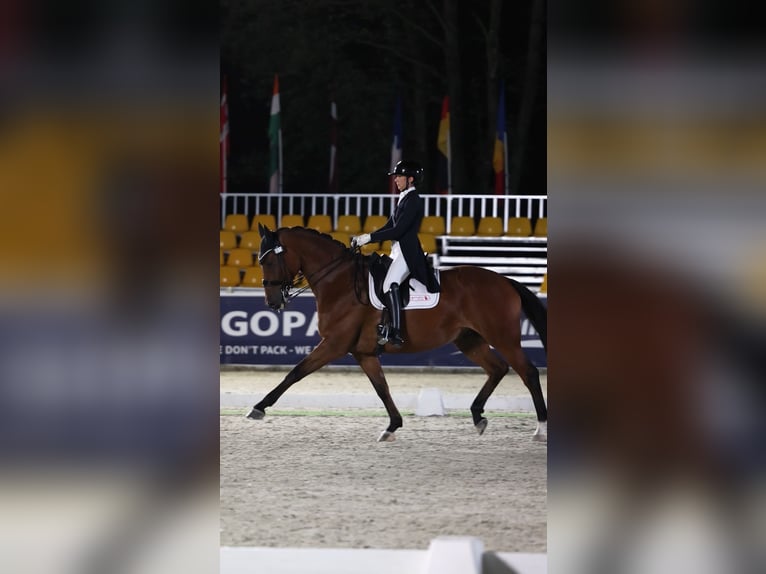 Brandenburg Warmblood Gelding 14 years 16,2 hh Brown in Meijel