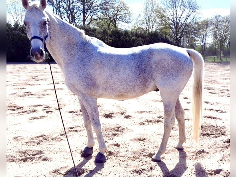 Brandenburg Warmblood Gelding 17 years 16.2 hh Grey in Herzlake
