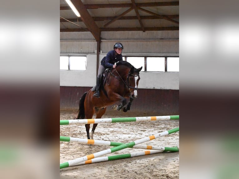 Brandenburg Warmblood Gelding 17 years 16 hh Brown in Lüdinghausen