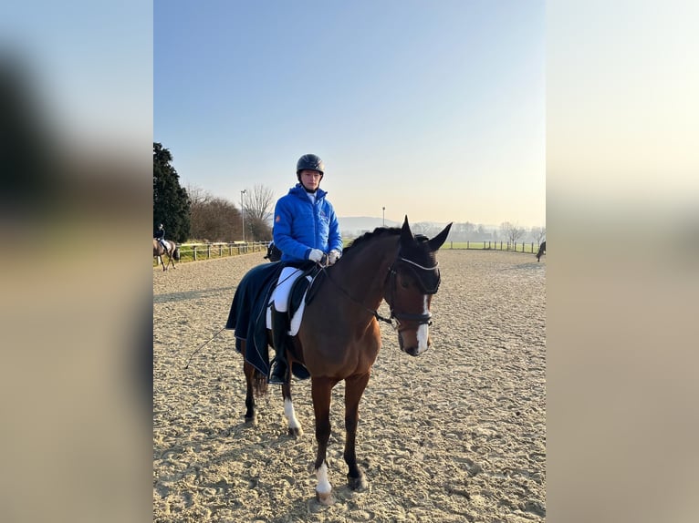 Brandenburg Warmblood Gelding 17 years 16 hh Brown in Lüdinghausen