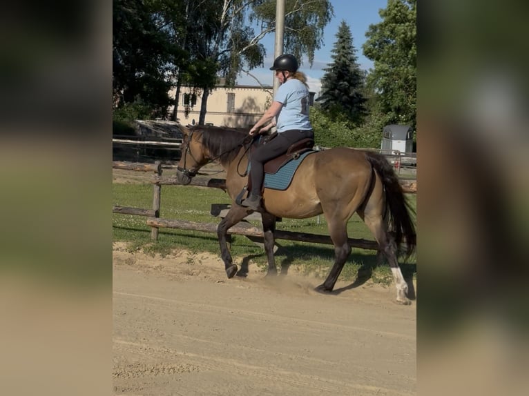 Brandenburg Warmblood Gelding 21 years 16 hh Brown in Krielow
