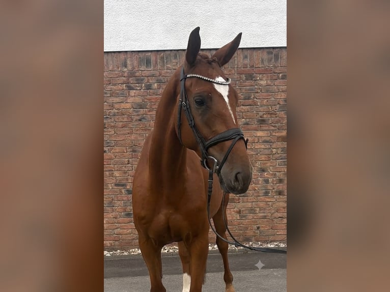Brandenburg Warmblood Gelding 4 years 16.1 hh Chestnut-Red in Niederkassel