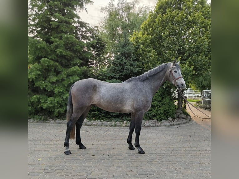 Brandenburg Warmblood Gelding 4 years 16,1 hh Grey in Bad Kreuznach