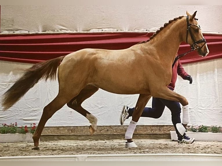 Brandenburg Warmblood Gelding 4 years 16,2 hh Chestnut-Red in Welver