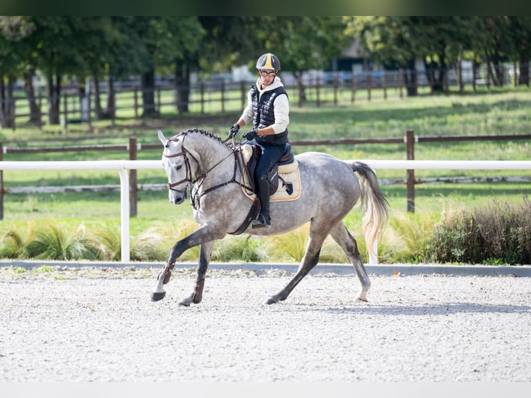 Brandenburg Warmblood Gelding 4 years 16,2 hh Gray in T&#xF6;k