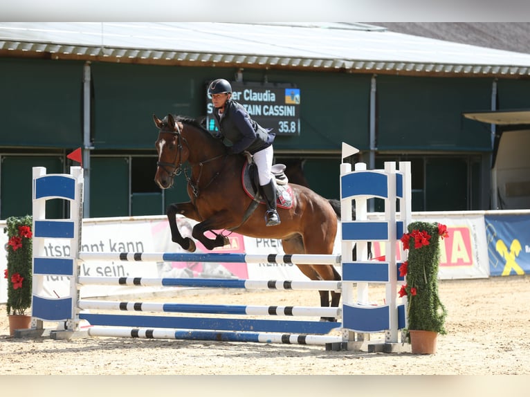 Brandenburg Warmblood Gelding 4 years 16,3 hh Brown in Tiefgraben