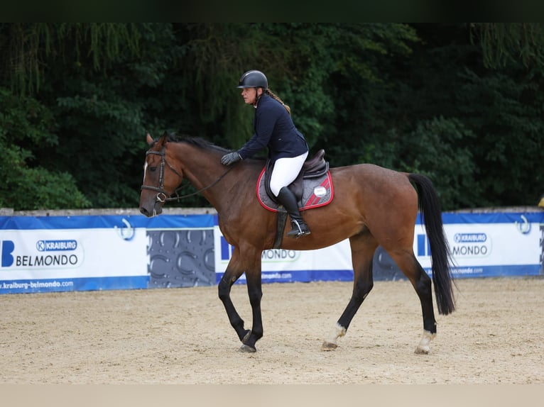 Brandenburg Warmblood Gelding 4 years 16,3 hh Brown in Tiefgraben