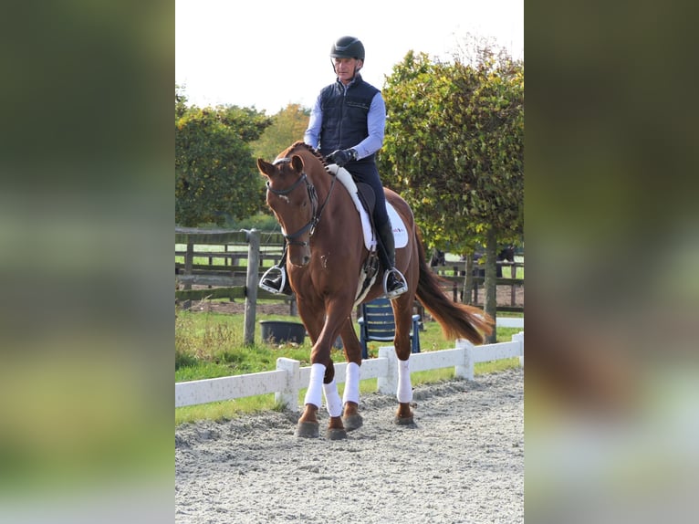Brandenburg Warmblood Gelding 4 years 17,1 hh Chestnut-Red in Wedemark Brandenburg Warmblood Gelding 4 years 17,1 hh Chestnut-Red in Wedemark