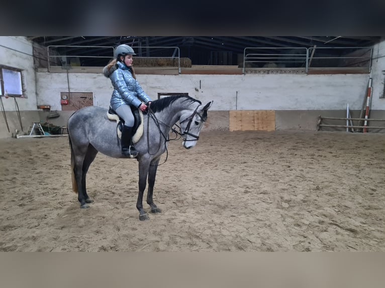 Brandenburg Warmblood Gelding 5 years 15,3 hh Gray-Dark-Tan in Neuburg an der Donau