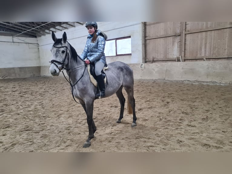 Brandenburg Warmblood Gelding 5 years 15,3 hh Gray-Dark-Tan in Neuburg an der Donau