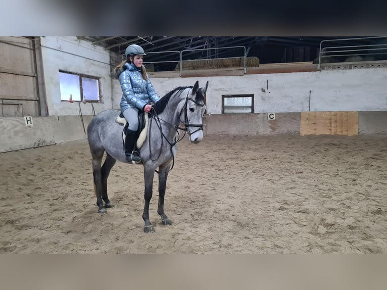 Brandenburg Warmblood Gelding 5 years 15,3 hh Gray-Dark-Tan in Neuburg an der Donau