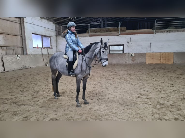 Brandenburg Warmblood Gelding 5 years 15,3 hh Gray-Dark-Tan in Neuburg an der Donau