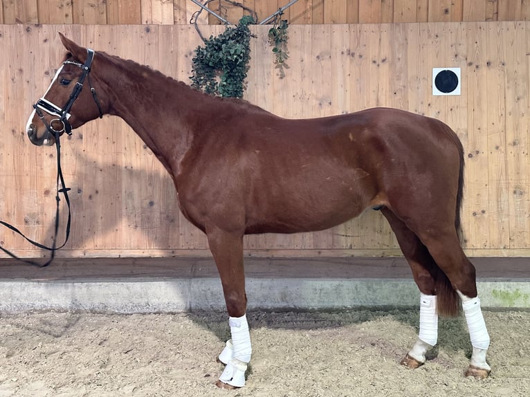 Brandenburg Warmblood Gelding 5 years 16,1 hh Chestnut-Red in Riedlingen