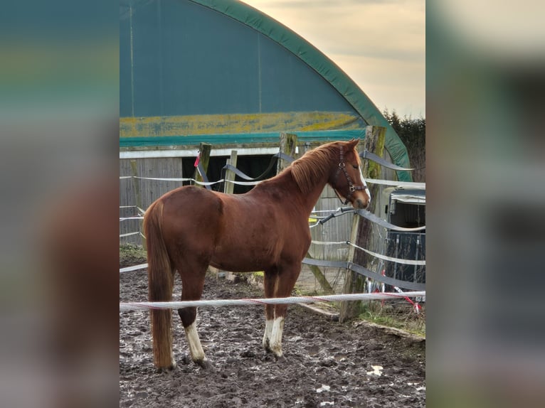 Brandenburg Warmblood Gelding 5 years 16 hh Chestnut-Red in Olsberg