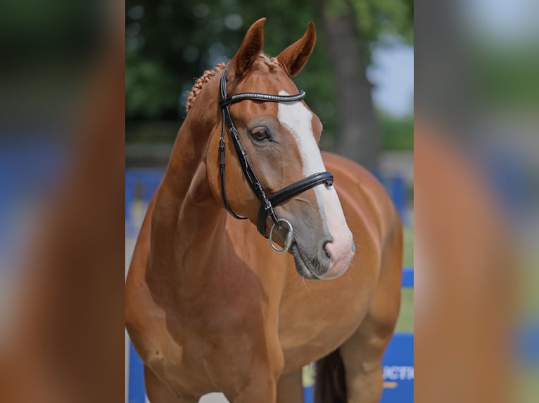 Brandenburg Warmblood Gelding 5 years 16 hh Chestnut-Red in Diepholz