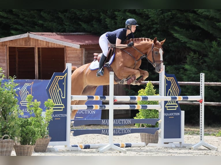 Brandenburg Warmblood Gelding 5 years 16 hh Chestnut-Red in Diepholz