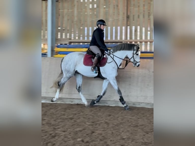 Brandenburg Warmblood Gelding 5 years 16 hh Gray in Wolfsburg