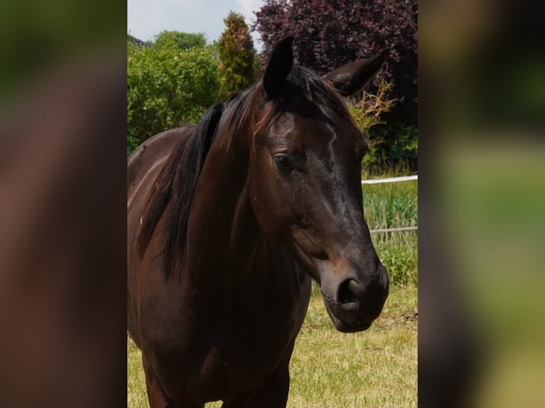 Brandenburg Warmblood Gelding 5 years 16 hh Smoky-Black in Magdeburg