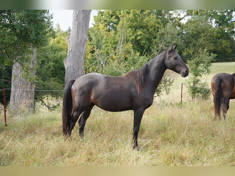 Brandenburg Warmblood Gelding 5 years 16 hh Smoky-Black in Magdeburg