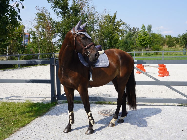 Brandenburg Warmblood Gelding 5 years 16,1 hh Bay-Dark in Magdeburg