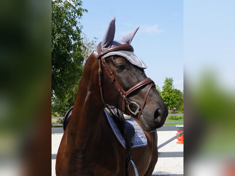 Brandenburg Warmblood Gelding 5 years 16,1 hh Bay-Dark in Magdeburg