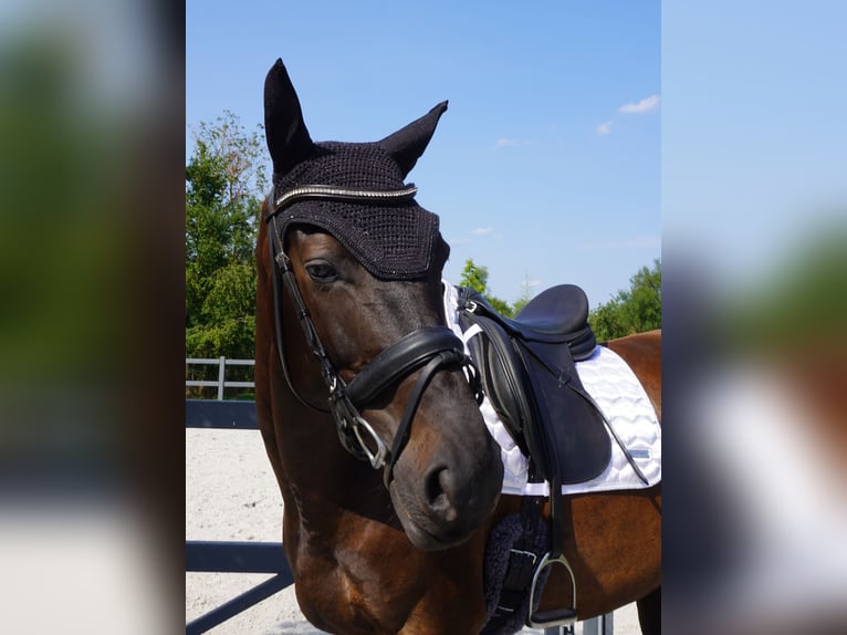 Brandenburg Warmblood Gelding 5 years 16,1 hh Bay-Dark in Magdeburg