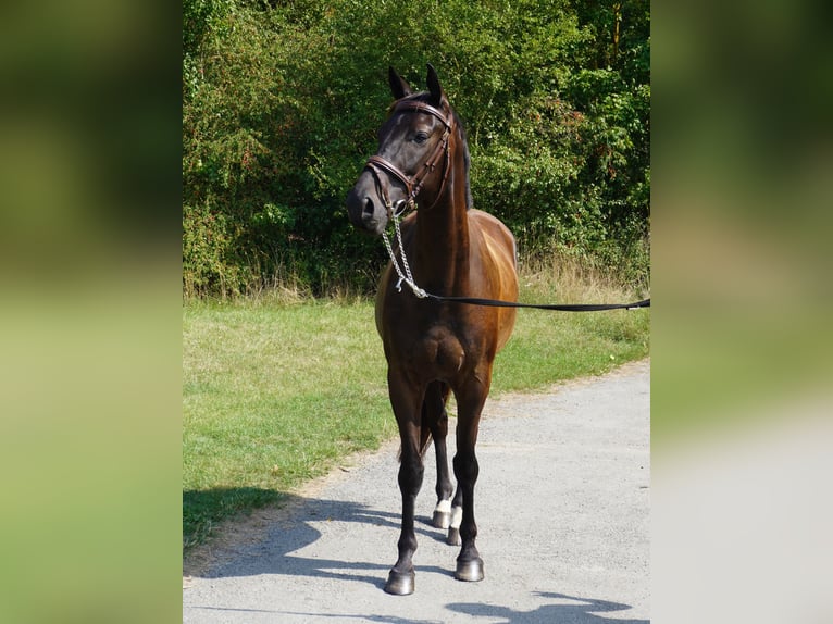 Brandenburg Warmblood Gelding 5 years 16,1 hh Bay-Dark in Magdeburg