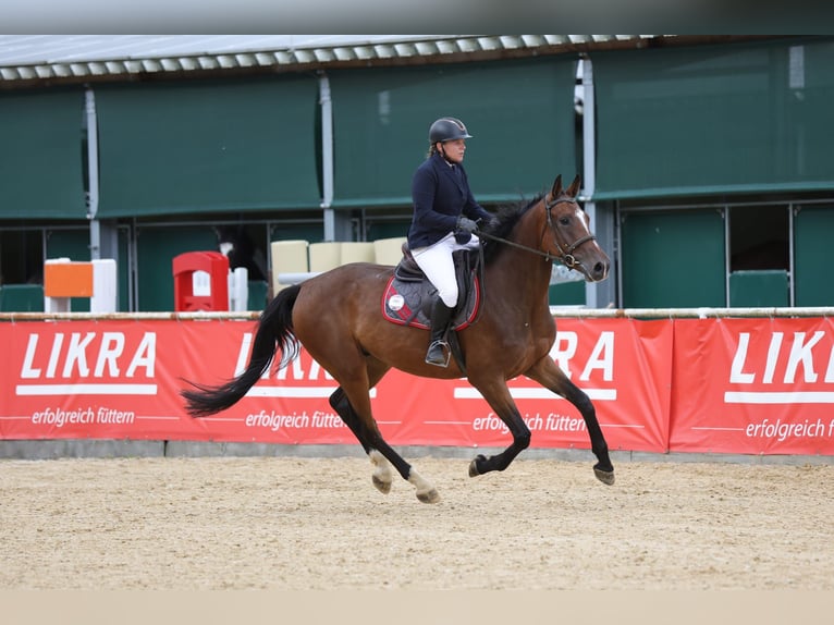 Brandenburg Warmblood Gelding 5 years 16,3 hh Brown in Tiefgraben