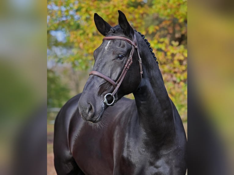 Brandenburg Warmblood Gelding 5 years 17,3 hh Black in Diepholz